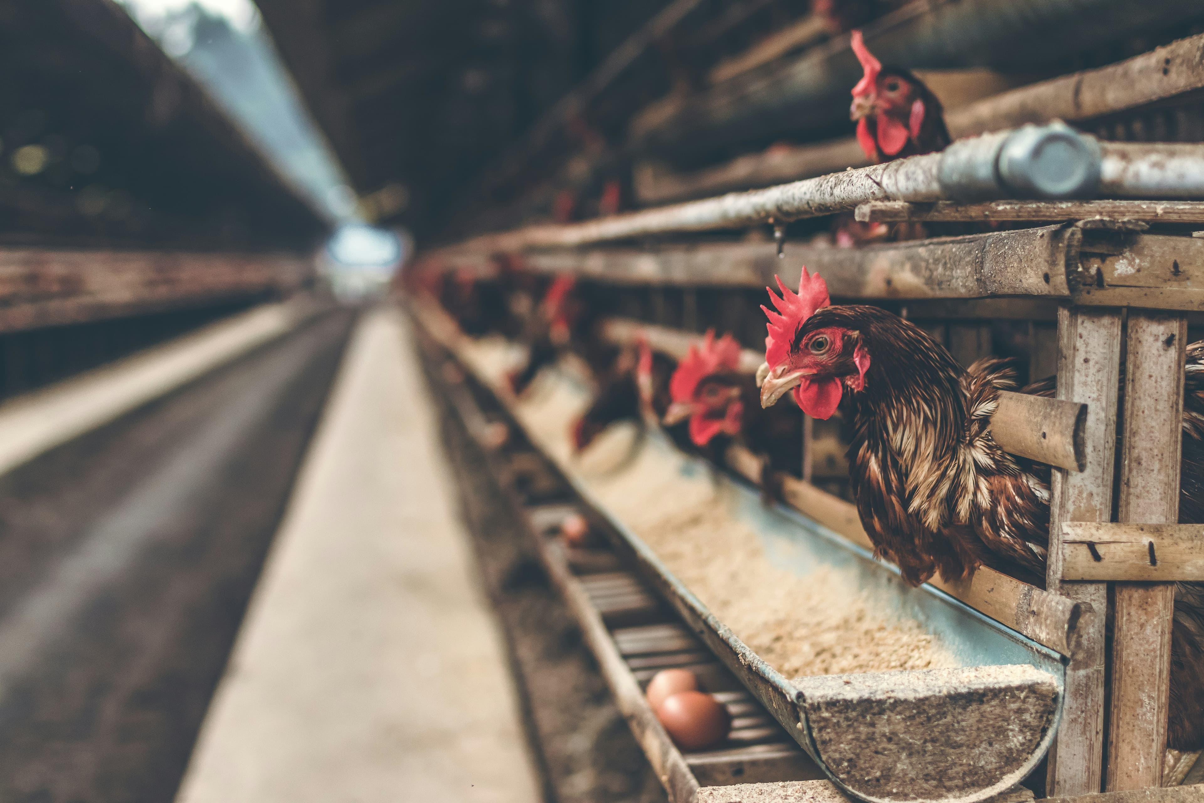 Brown hens in layer cages on a poultry farm